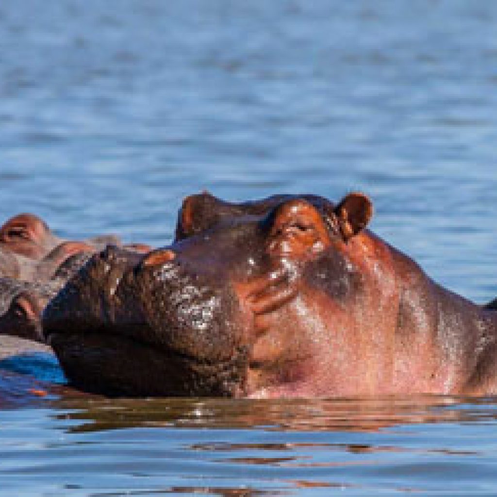 3-days-lake-naivasha-and-lake-nakuru-safari