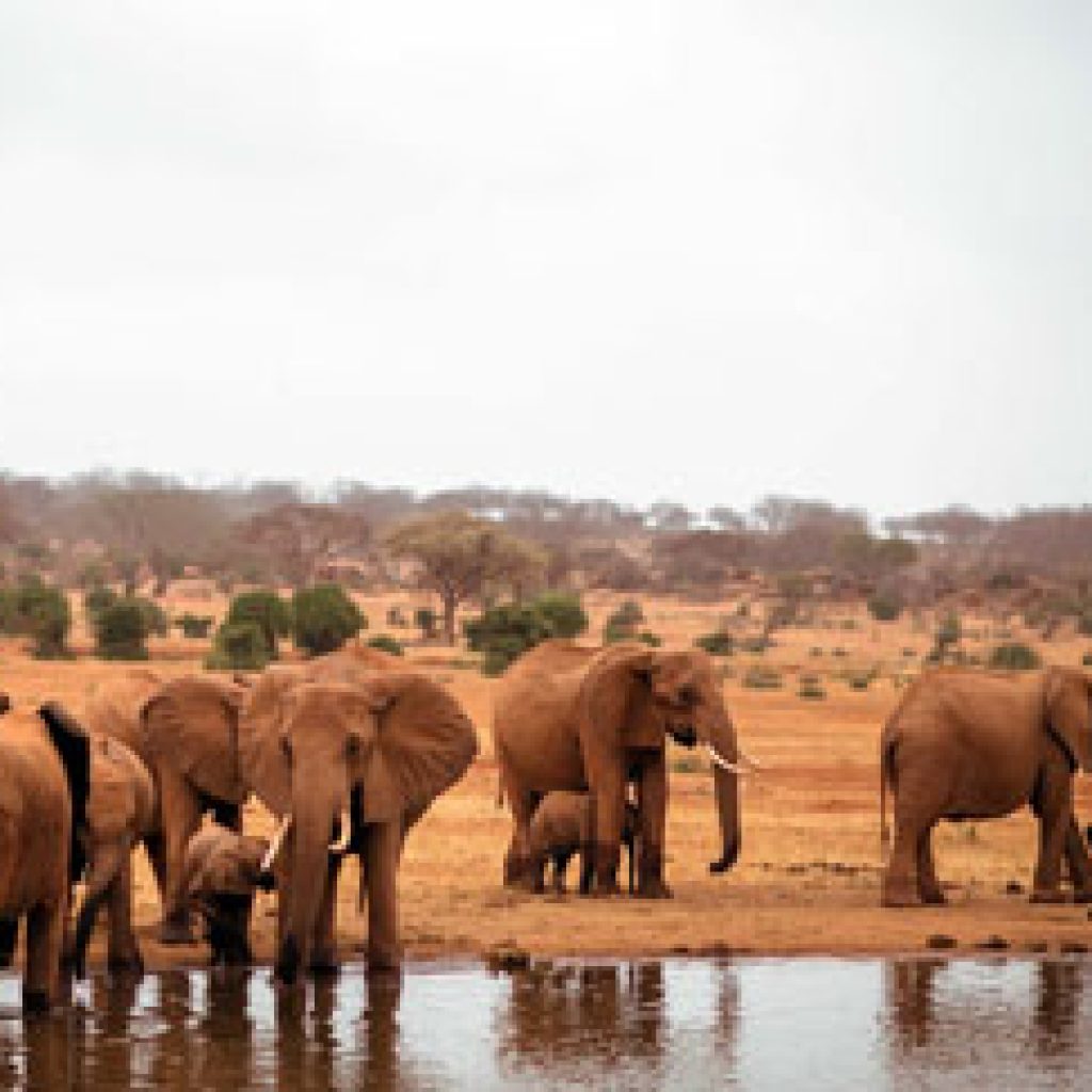 3-days-tsavo-east-national-park-luxury-safari