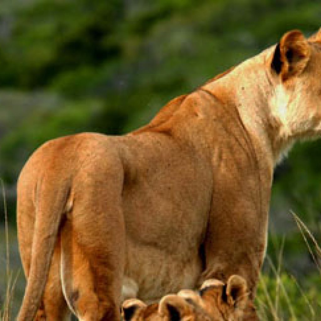 3-days-tsavo-east-national-park-midrange-safari