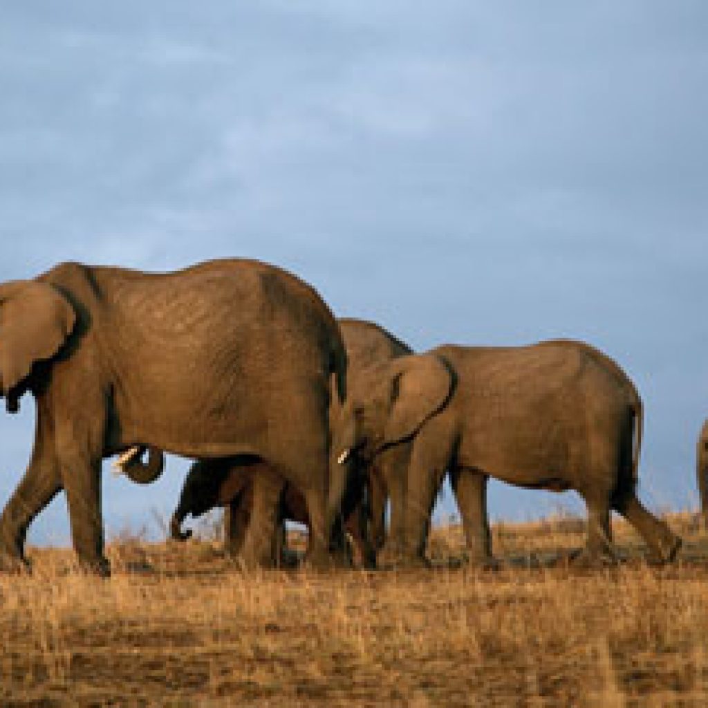 3-days-tsavo-west-midrange-safari